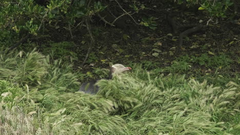 yellow-eyed penguin resting and looking around in daytime, new-zealand