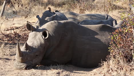 Close-up-of-a-group-of-white-rhinos-sleeping-together-in-the-wild