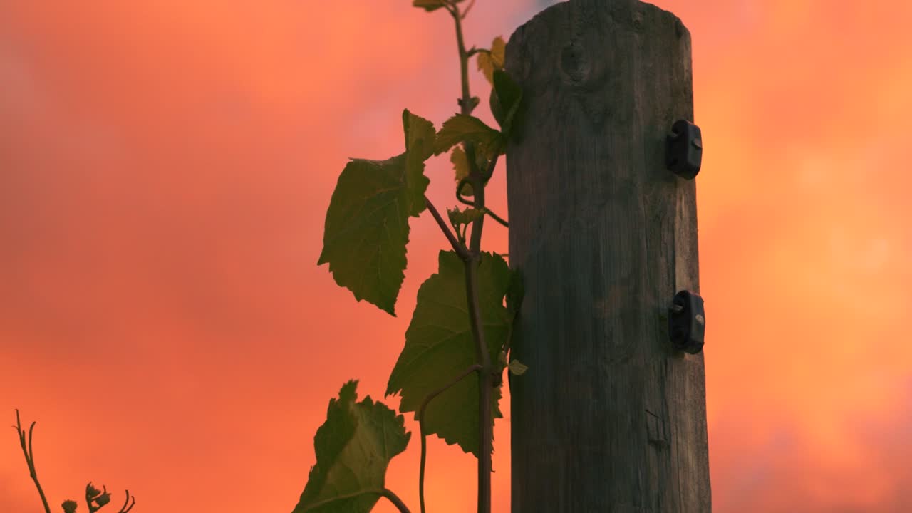 황혼 동안 포도원에서 나무 기둥이 자라는 포도나무의 근접 촬영 궤도, 뉴질랜드 와이파라의 배경에는 구름이 있습니다.