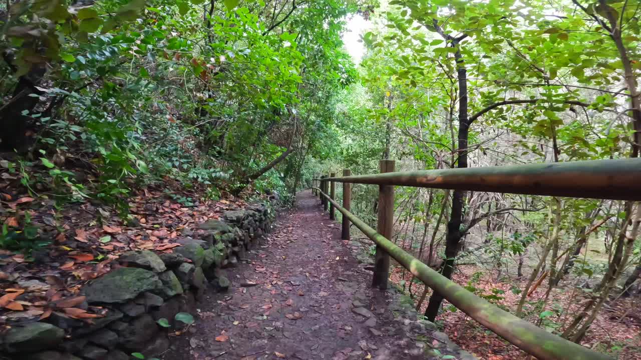 Camino forestal