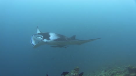 male reef manta ray approaching with two sharksuckers attached to belly, flight over camera showing unique belly pattern, leaving frame