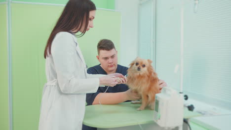 dog examination at veterinary clinic