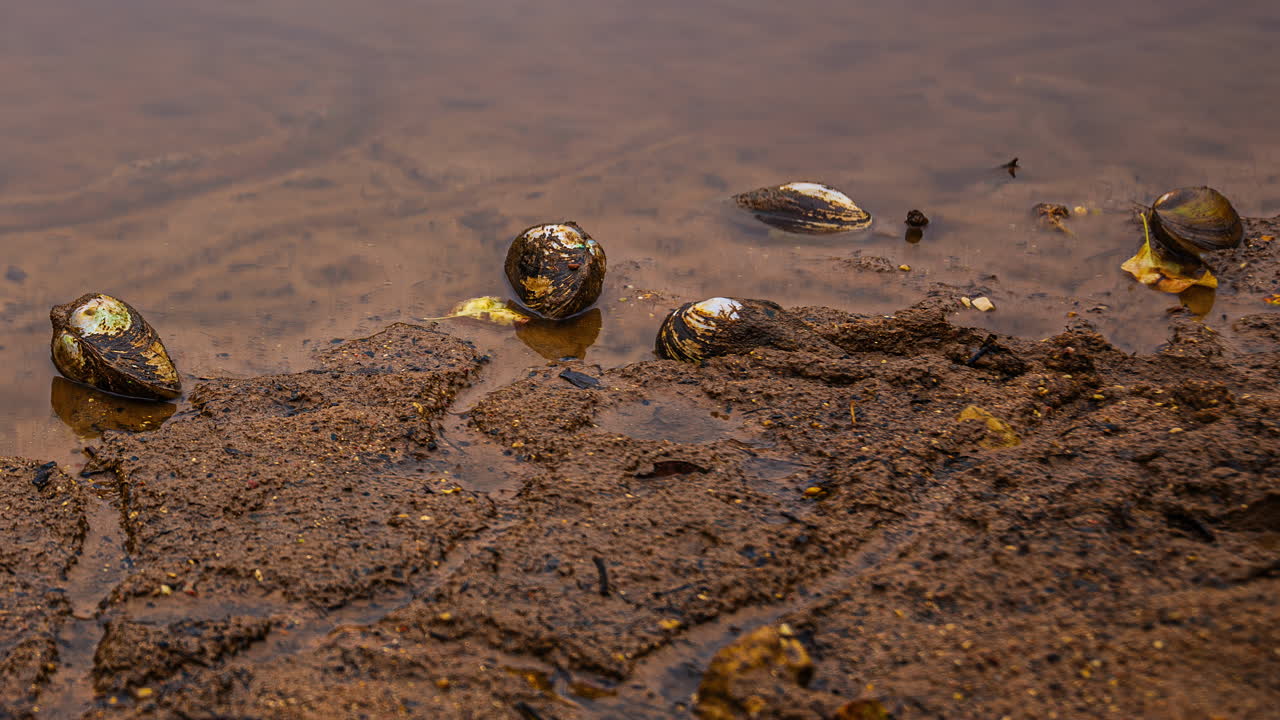 Time-lapse of snails traversing sand and water over time