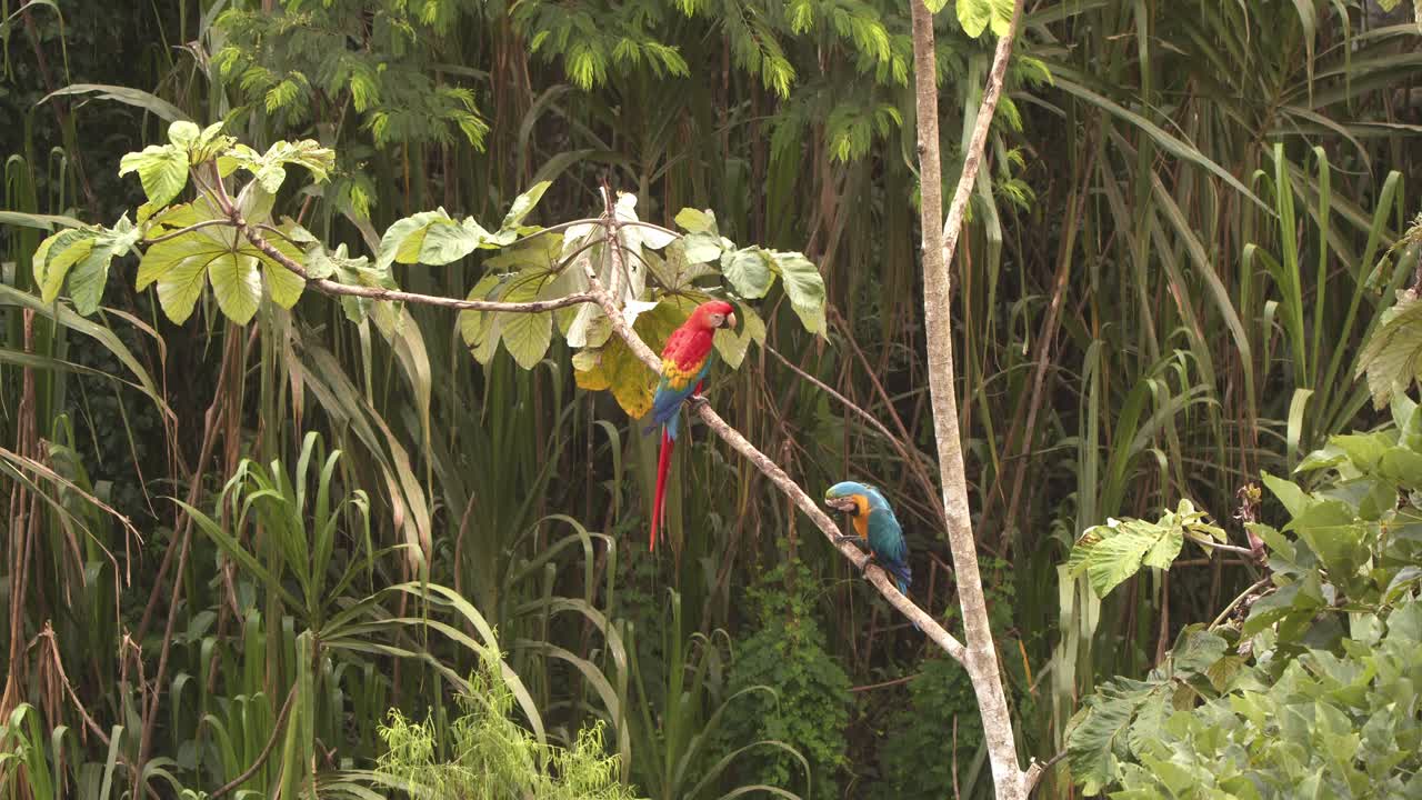 Two Macaws sit on a perch together a Scarlet and other Blue and yellow , very tolerant of each other in the Rain forest