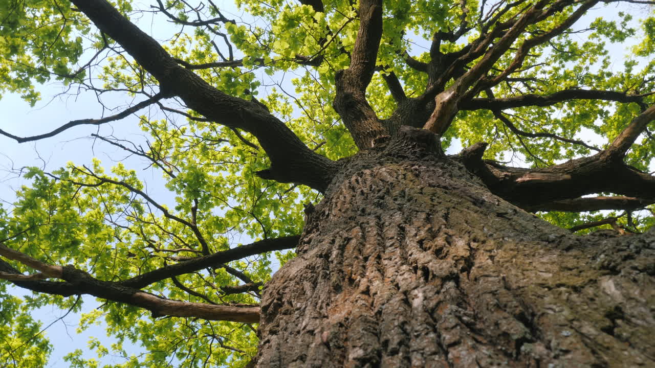 Large Oak Tree in Spring