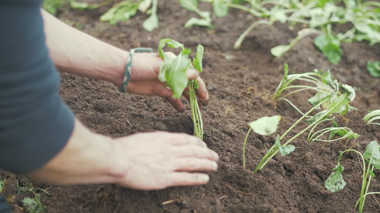 trasplante de nabos en jardín de suelo orgánico