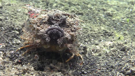 underwater-shot-of-spiny-devilfish-rotating-slowly-around-its-own-axis,-using-its-claw-like-extensions-of-pectoral-fins