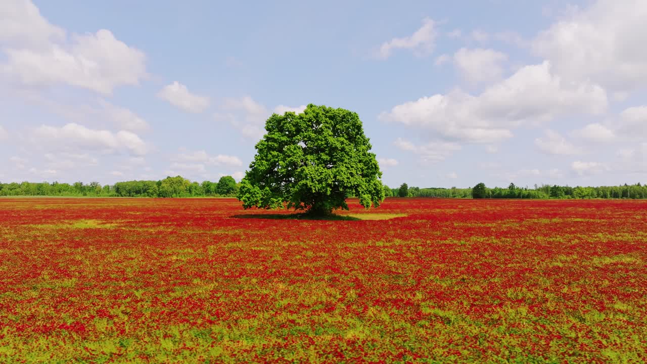 Wide field of blooming red incarnate clover, lone oak tree, aerial drone