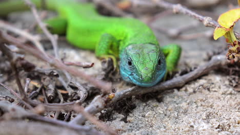 Pequeño-Lagarto-Verde-Observando-Curiosamente-Su-Entorno,-De-Cerca