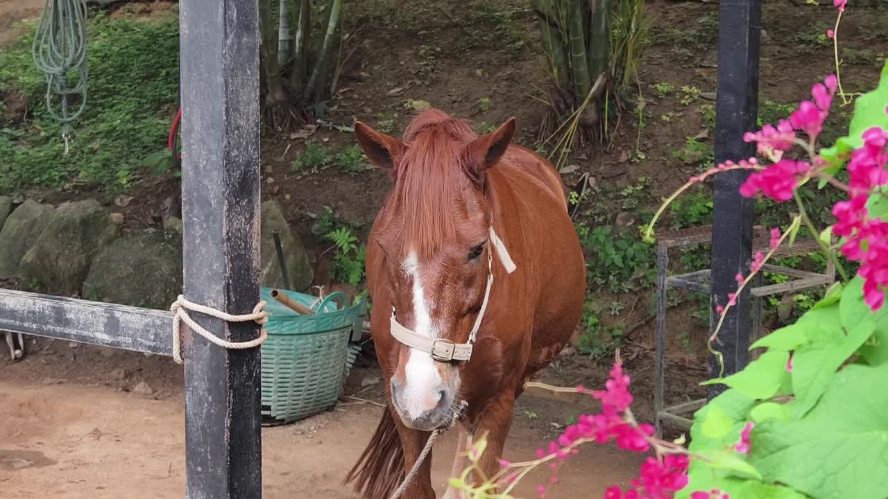 caballo marrón en un establo
