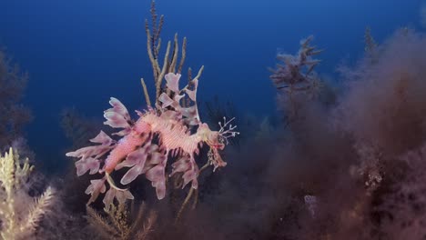 dragón de mar frondoso con huevos 4k cámara lenta sur de australia