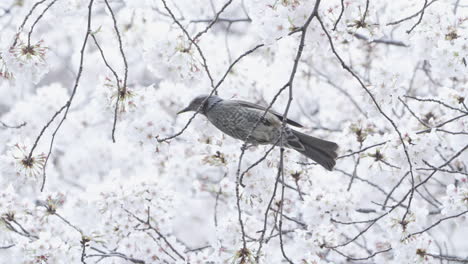 Ein-Braunohriger-Bulbul-Ernährt-Sich-Zwischen-Den-Kirschblüten-In-Einem-Park-In-Tokio,-Japan---Aus-Der-Nähe