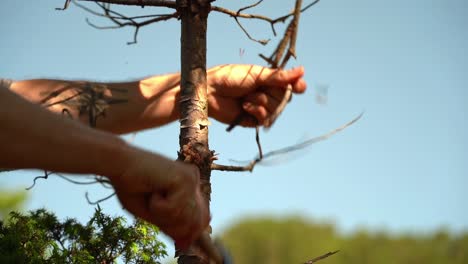 Hands using small hiking axe to collect dry dead branches from tree - Beautiful morning closeup with light hitting young juniper bush in lower frame and blurred blue sky background