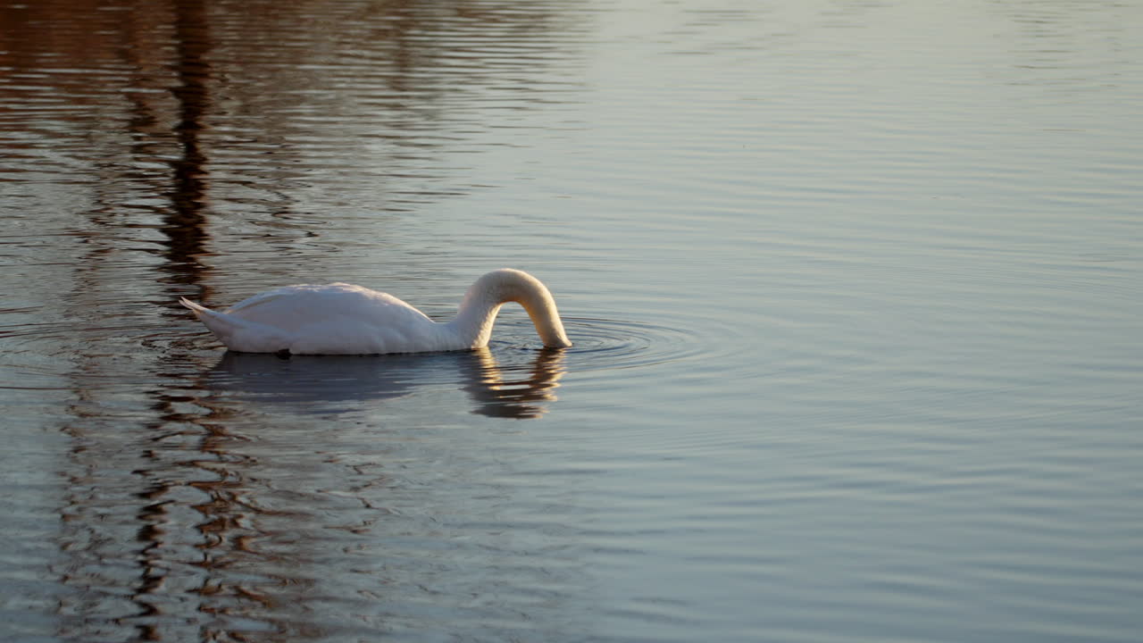 slow motion footage of swan feeding with head underwater then popping back up at dawn