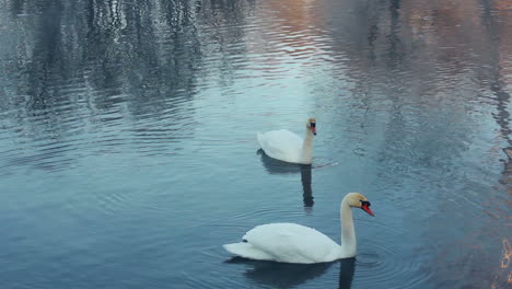 Swimming-birds-on-river.-Swan-cleaning-feather.-White-swans-swimming-in-lake