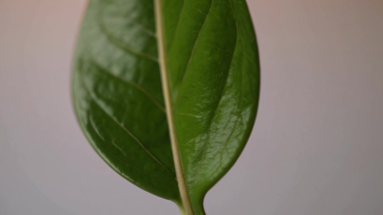 Gros plan d'une seule feuille verte tournant sur un fond neutre