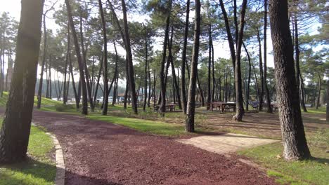 park picnic area with pine trees