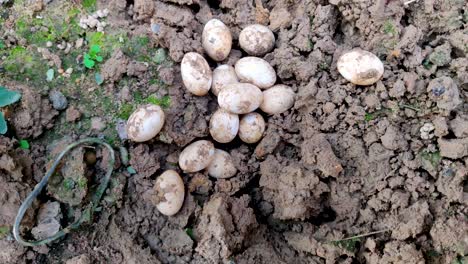primer plano de los huevos de serpiente en el suelo