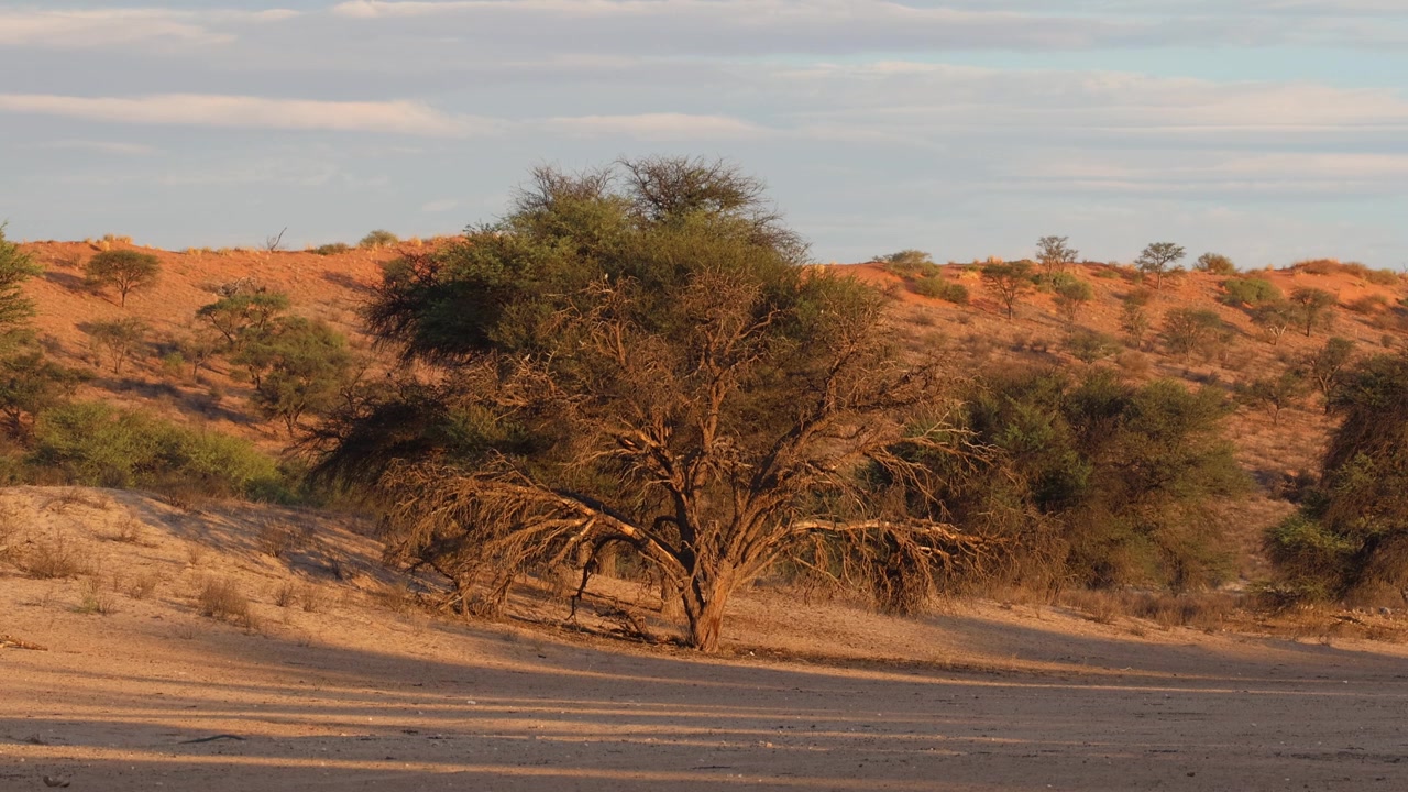 Maisemakuva puista ja punaisista dyyneistä Kgalagadi Transfrontier -puistossa auringonlaskun aikaan.