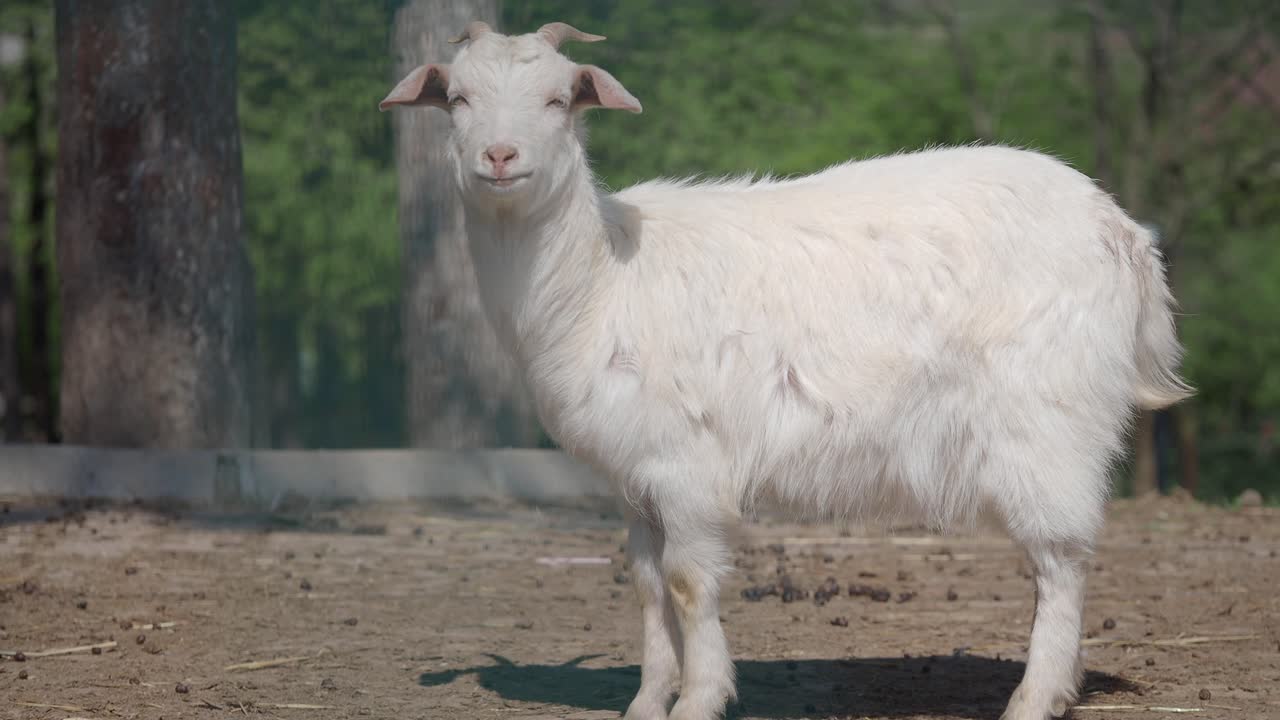 White Goat Standing Outdoors