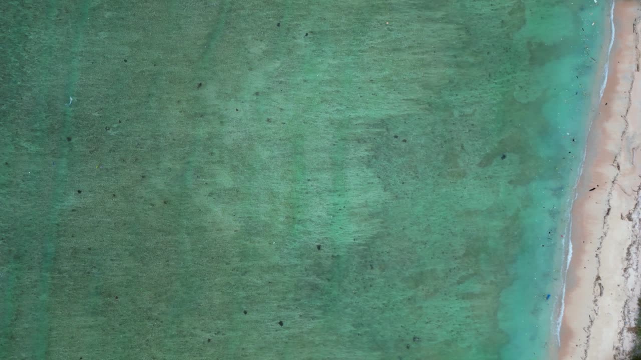 Gruppo di tartarughe marine che nuotano insieme in acque oceaniche limpide e poco profonde sopra un fondale sabbioso, a rappresentare la vita marina e la conservazione. Magica vista aerea con drone dall'alto.