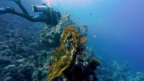 diver with snorkel kit swimming through coral reef underwater red sea egypt