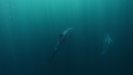cinematic clip of dolphins swimming through clear turquoise water as the suns rays shines through the water creating an illusion of light