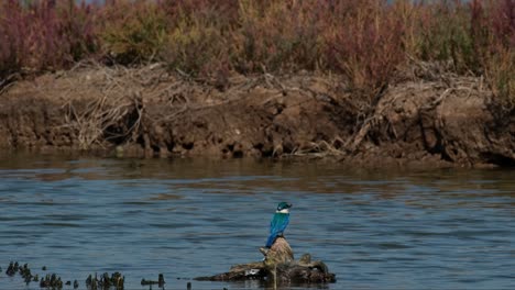 Visto-Desde-Atrás-Girando-La-Cabeza-De-Izquierda-A-Derecha-Buscando-Cangrejos-Para-Comer,-El-Martín-Pescador-De-Collar-Todiramphus-Chloris,-Tailandia