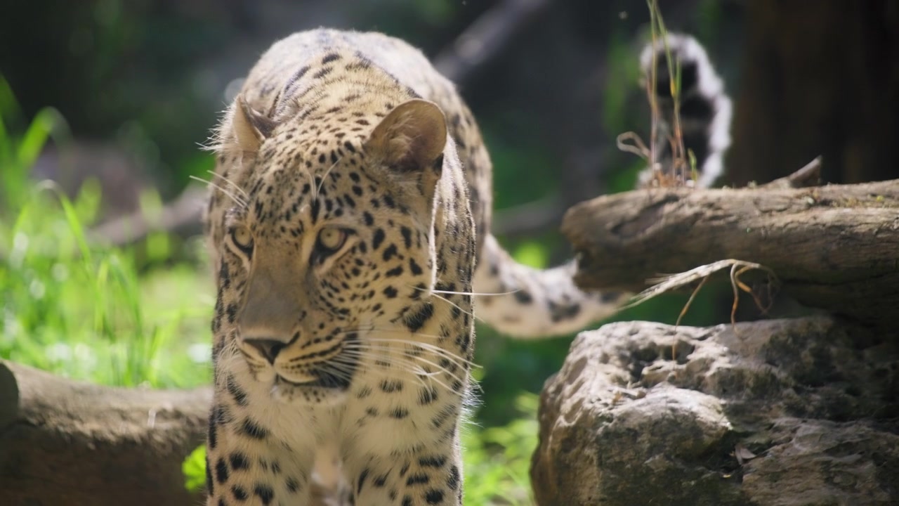 Ormanda ağaçların arasında yürüyen leopar.