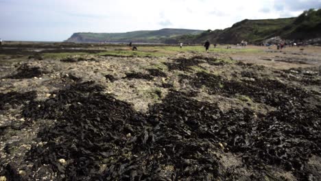 sea weed covered beach with people in the background