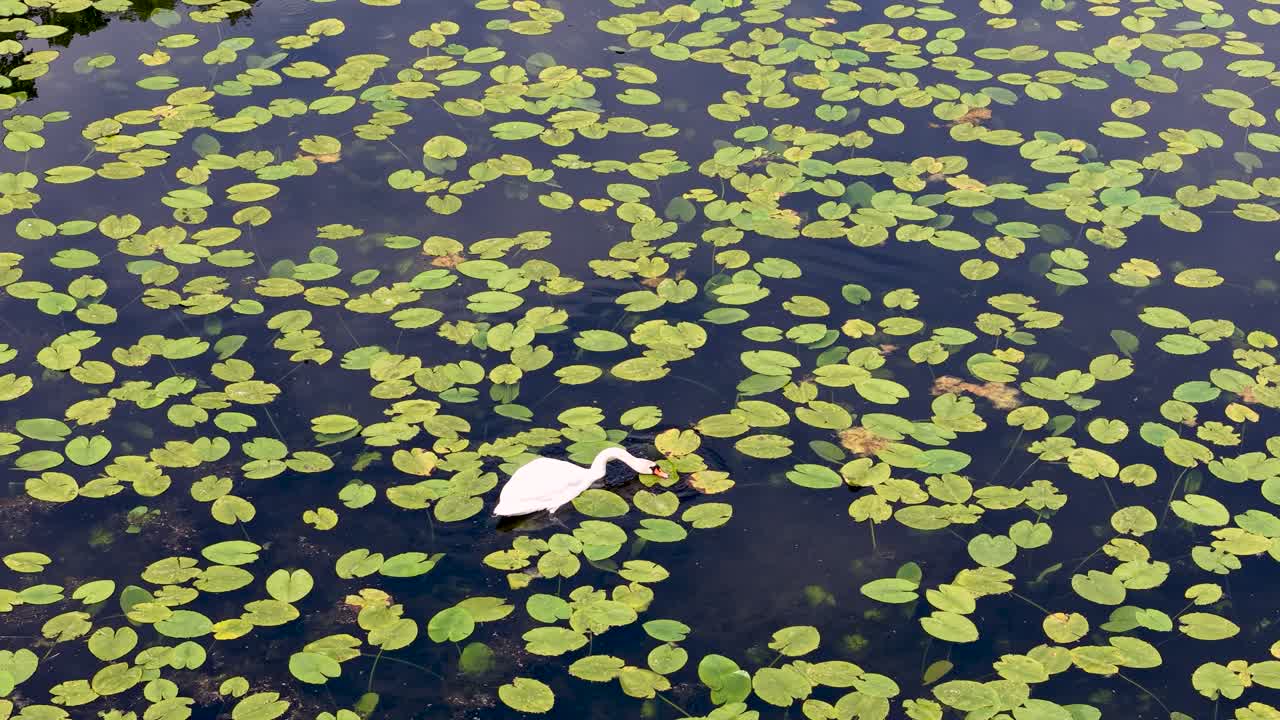 Video aereo realizzato con drone di un uccello bianco appoggiato su ninfee verdi galleggianti sulla superficie calma e riflettente di uno stagno