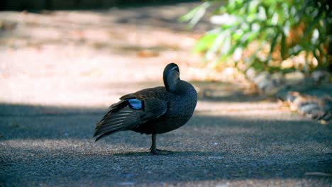 Weibliche-Stockente-Putzt-Ihre-Federn-Im-Mount-Coot-Tha-Botanic-Gardens,-Queensland,-Australien