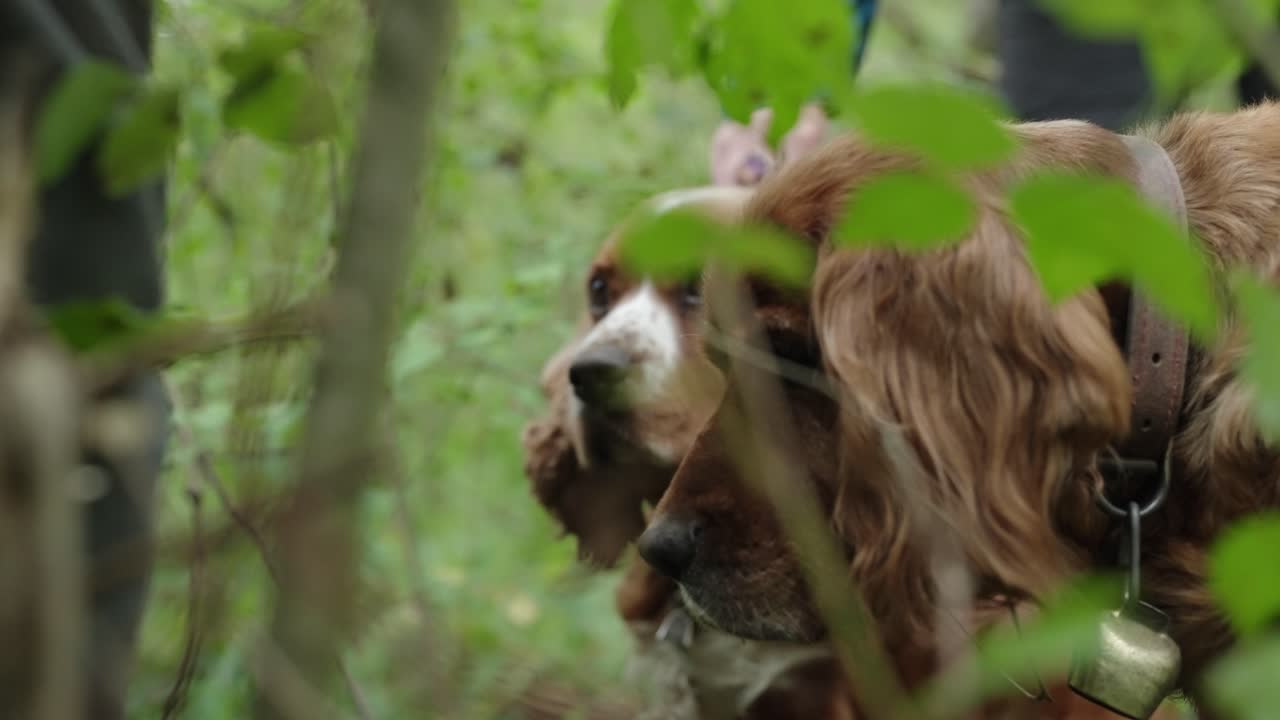 Cães Cocker Spaniel treinados procuram trufas na floresta durante a caça. Close-up