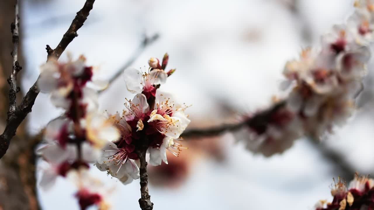 Api che impollinano i fiori di un albero di albicocco in fiore