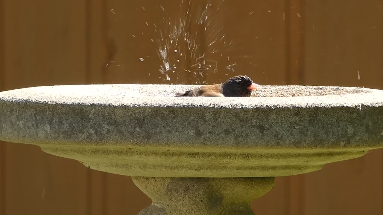 주위에 튀는 새 목욕에 준코 새