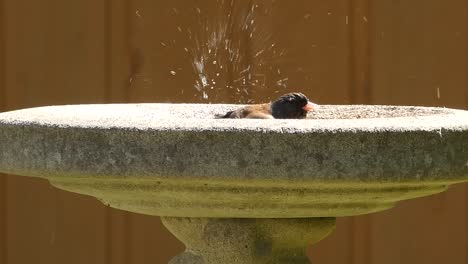 junco bird in a birdbath splashing around