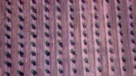 Draufsicht-Luftaufnahmen-Von-Drohnen-Olivenbäume