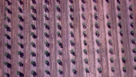vista superior imágenes aéreas de drones olivos