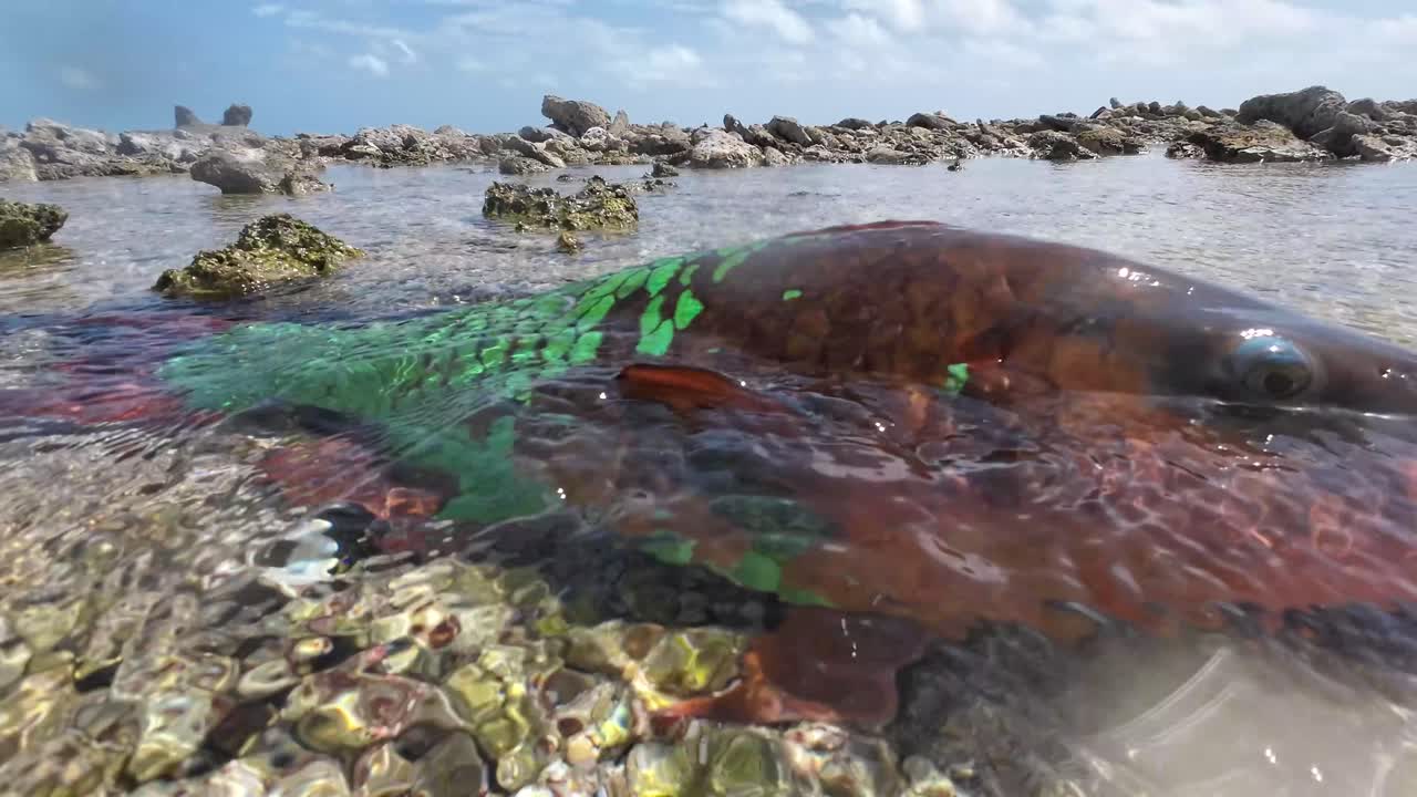 Close-up of a parrotfish resting on a rocky shoreline in shallow water under a bright sky
