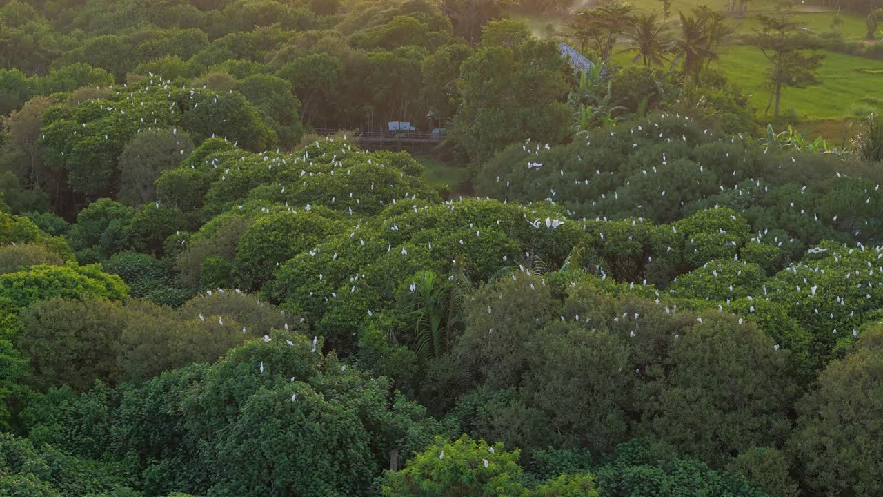Green trees and birds in Indonesia, aerial orbit view