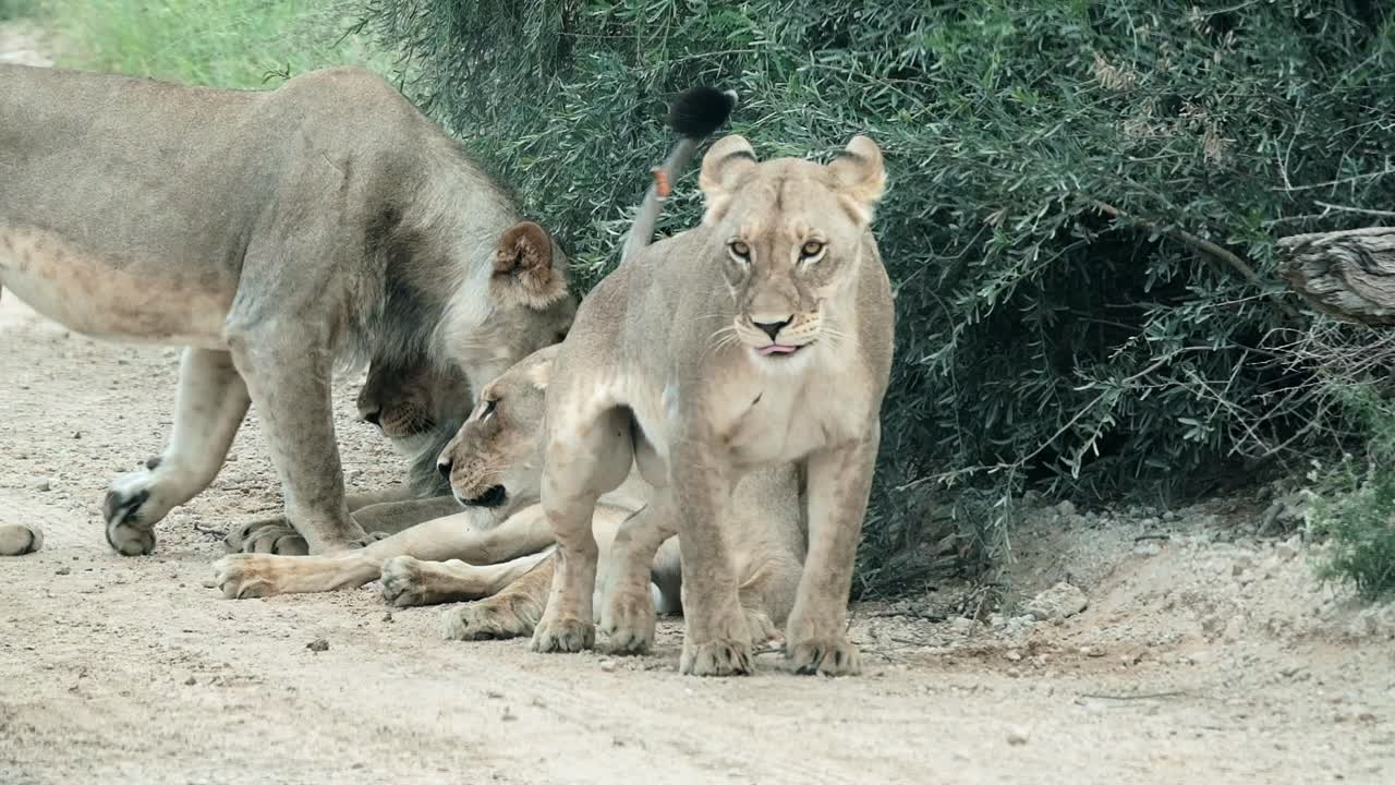 A pride of lions bonding and interacting with each other in the Kalahari