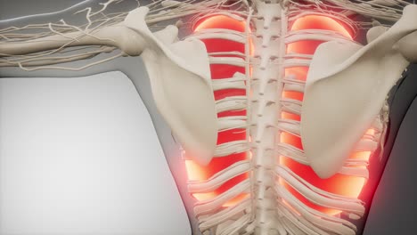 examen radiológico de los pulmones humanos