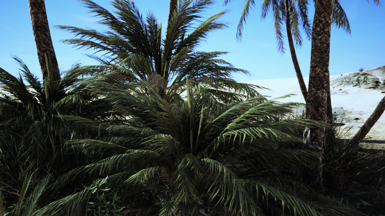 oasis en las dunas del desierto marroquí