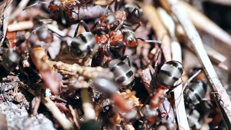 close-up of an ant colony in the forest