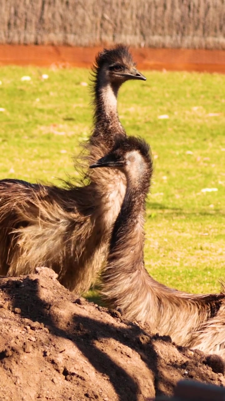 Struzzi impegnati in comportamenti sociali allo zoo