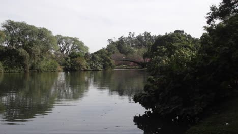 bridge on river in ibirapuera park in sao paulo, brazil
