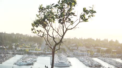 Baum-Mit-Blumen,-Die-Sich-Im-Wind-Wiegen,-Mit-Jachthafen-Im-Hintergrund