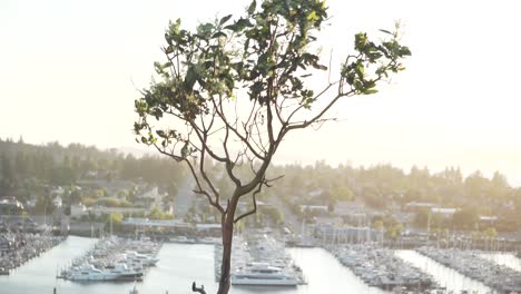 árbol con flores meciéndose en el viento con marina en el fondo