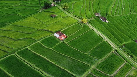 Aerial-view-of-the-Jatiluwih-terraces-ricefield-at-sunrise