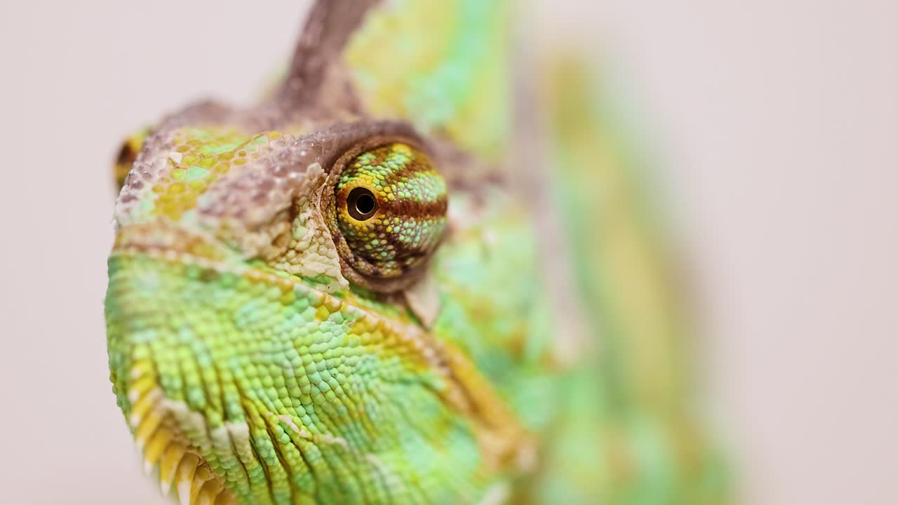 A veiled chameleon in Bangkok, Thailand, captured in close-up with soft lighting and a neutral background
